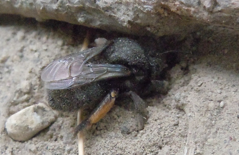 Chalicodoma parietina, femmina (Apidae Megachilinae)